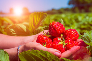 Hands holding fresh collected strawberries on the field. Side shot with sky and trees on background.