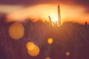 Silhouette of wheat ears and grass straw at sunset light. Natural light back lit. Beautiful sun flares bokeh in front.