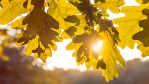 Shape of yellow oak tree leaves in warm sun light. Backlit flares through the foliage.