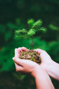Female hand holding sprout wilde pine tree in nature green forest. Earth Day save environment concept. Growing seedling forester planting.