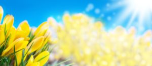 Crocuses, spring, banner Crocuses, spring, banner