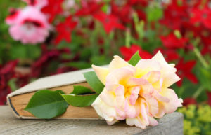 Love story, love greeting, rose in the book Love story, love greeting, rose in the book