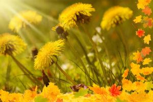 Dandelion Dandelion