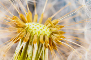 Blowball dandelion close-up Blowball dandelion close-up