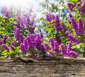 Lilac behind wooden board Lilac behind wooden board