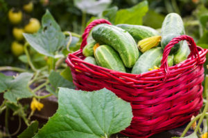 Cucumbers from the raised bed, cucumber harvest Cucumbers from the raised bed, cucumber harvest
