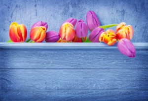 Tulips, wooden background Tulips, wooden background