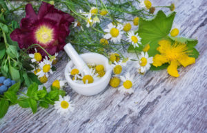 Camomile, Hypericum, lady's mantle, peppermint Camomile, Hypericum, lady's mantle, peppermint