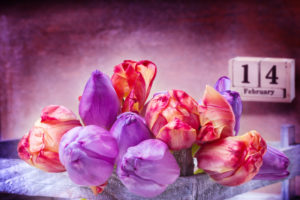 February 14th, pink and purple tulips for Valentine's Day February 14th, pink and purple tulips for Valentine's Day