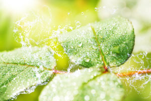Water and dew drops on rose petals Water and dew drops on rose petals