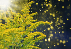 Goldenrod with pollen in front of bokeh Goldenrod with pollen in front of bokeh