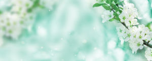 Spring background, white flowers in front of bokeh as a banner Spring background, white flowers in front of bokeh as a banner