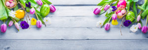 Easter background, spring flowers and easter eggs on wood, banner Easter background, spring flowers and easter eggs on wood, banner