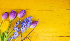 Tulips and hyacinth on yellow wood, greeting card Tulips and hyacinth on yellow wood, greeting card