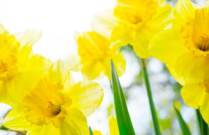 Jonquils in the back light, daffodils Jonquils in the back light, daffodils