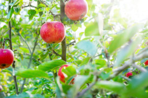 Ripe apples on the tree Ripe apples on the tree