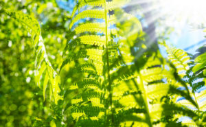 Fern in backlight Fern in backlight