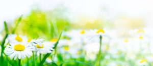 Daisies, flower meadow in the sunlight Daisies, flower meadow in the sunlight