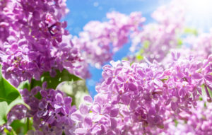 Lilac in the sunshine Lilac in the sunshine