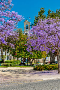 Faro central gardens, jacaranda trees in the Jardim Manuel Bivar, the Algarve, Portugal Faro central gardens, jacaranda trees in the Jardim Manuel Bivar, the Algarve, Portugal