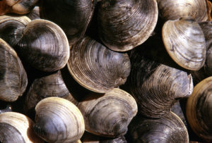 Clams, Cape Cod, Massachusetts, USA