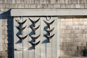 Rustic marina shack with fish tail dispay on door, Taylors Pond, Cape Cod, Massachusetts, USA