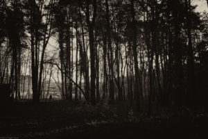 Thetford Forest with figure walking in distance