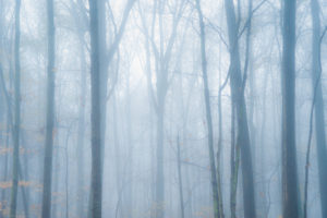 Moody mist descends on forest trees.