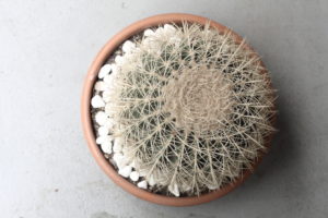 cactus, from above cactus, from above