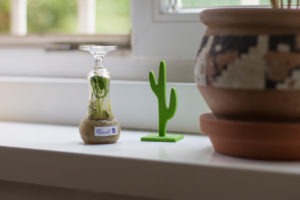 A small biotope on the windowsill