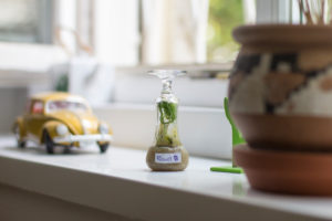 A small biotope on the windowsill A small biotope on the windowsill