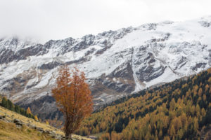Beschneite Berge und herbstlich gefärbte Wälder im Obervinschgau Beschneite Berge und herbstlich gefärbte Wälder im Obervinschgau