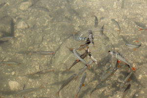 Fische in klarem Wasser. Fische in klarem Wasser.