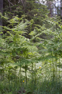 Wild plants on the edge of the forest Wild plants on the edge of the forest