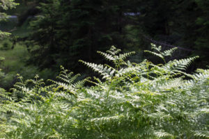 Wild plants on the edge of the forest Wild plants on the edge of the forest