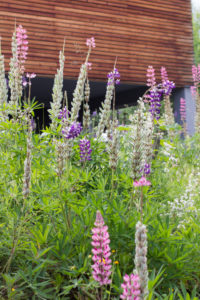 Wildblumen am Waldrand Wildblumen am Waldrand