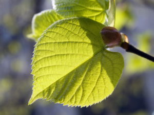 Tree, linden, detail, branch, leaves, light, development, spring, nature, plants, botany, vegetation, foliage-tree, Tilia, plant-instinct, leaf-instinct, sprouts, opens, buds, sprouts, linden-leaves, leaf, sunlight, symbol, concept, renewal, regeneration, light, young, newly, vitality, strength, strength, Neubeginn, freshness, dynamics, vitality, hope, spring, close-up, Tree, linden, detail, branch, leaves, light, development, spring, nature, plants, botany, vegetation, foliage-tree, Tilia, plant-instinct, leaf-instinct, sprouts, opens, buds, sprouts, linden-leaves, leaf, sunlight, symbol, concept, renewal, regeneration, light, young, newly, vitality, strength, strength, Neubeginn, freshness, dynamics, vitality, hope, spring, close-up,