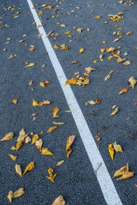 Natural Science, Autumn fallen leaves on the highway Natural Science, Autumn fallen leaves on the highway