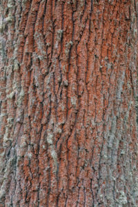 Natural Science, Tree trunk closeup Natural Science, Tree trunk closeup