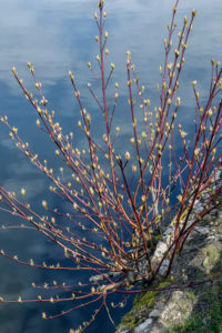 Natural Science, Bush on the river bank Natural Science, Bush on the river bank