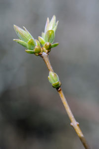 Natural Science, Spring buds on branch of a tree Natural Science, Spring buds on branch of a tree