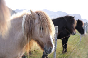 Icelandic horses on a pasture in the evening sun