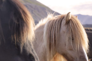 Icelandic horses on a pasture in the evening sun