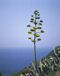 Bildagentur | mauritius images | Agave - Bltenstand
