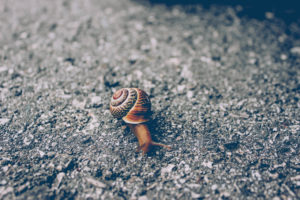 Schnecke Schnecke