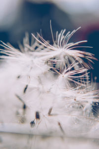 Pusteblume, Samen, close-up Pusteblume, Samen, close-up