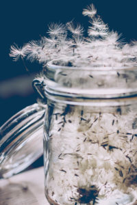 Pusteblume, Samen in einem Glas Pusteblume, Samen in einem Glas