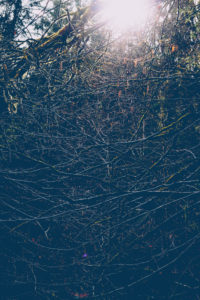 Branches, backlight Branches, backlight