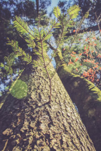Baum, Froschperspektive Baum, Froschperspektive