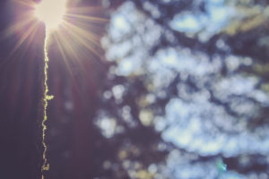 Tree trunk, sun, backlight Tree trunk, sun, backlight